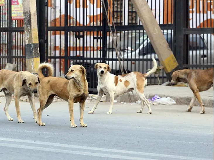 sc: रेलवे स्टेशनों और स्कूलों के पास से आवारा कुत्तों को हटाएं